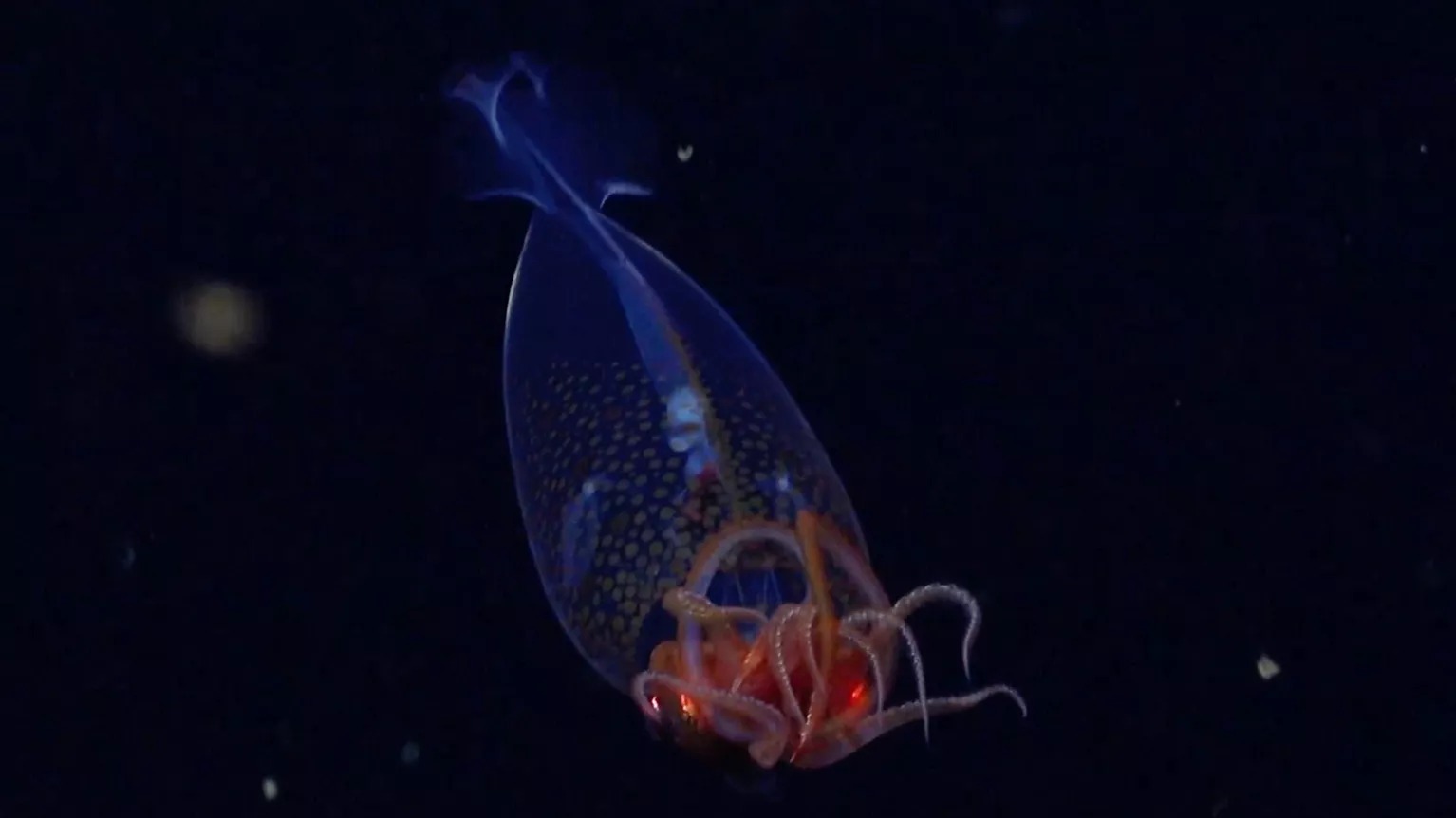 Extraordinary New Species Discovered in UK Waters Amid Record Sea Temperatures