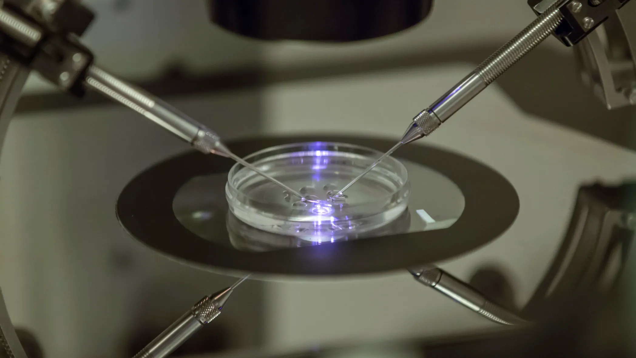 New Reproductive Frontier: Skin Cells Reprogrammed to Create Fertilizable Human Eggs